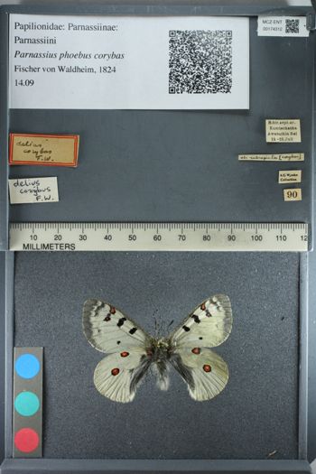 Media type: image;   Entomology 174312
